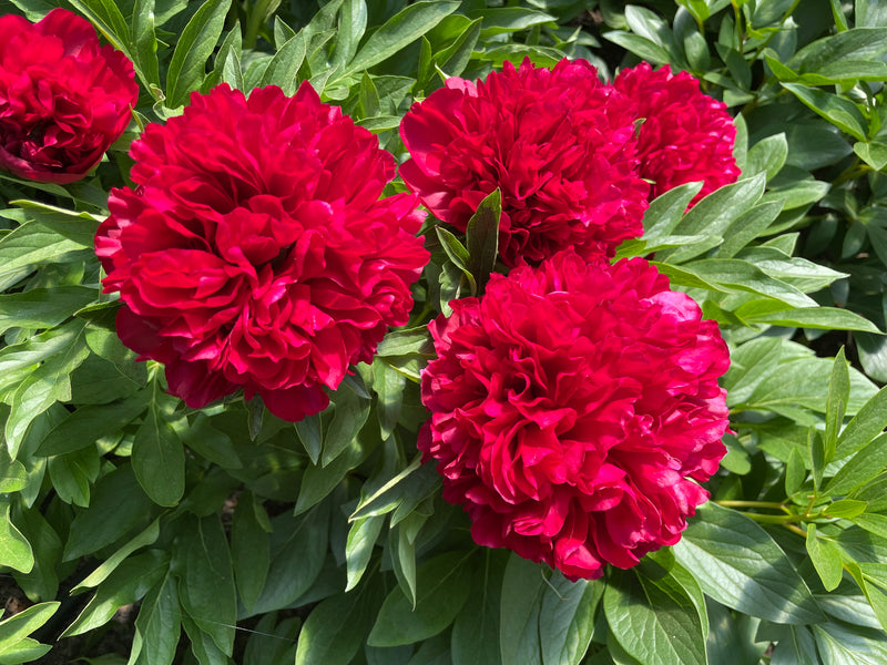Paeonia, 'Eliza Lundy' hybrid herbaceous peony – Cricket Hill Garden