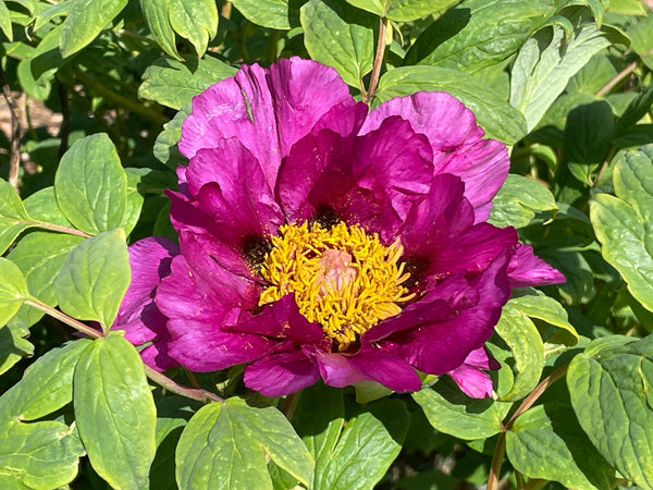 Paeonia suffruticosa, 'Era of Purple' Japanese tree peony 8 Year Old Plant