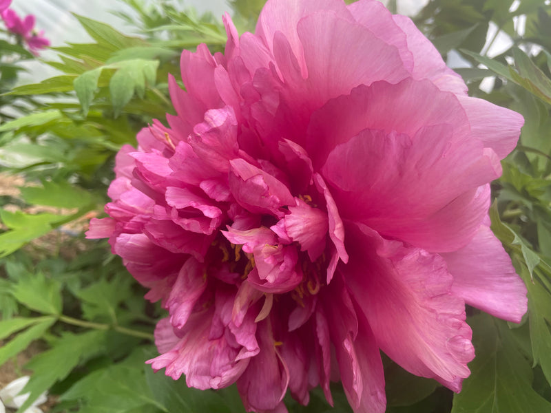 Paeonia, 'Gemini' hybrid tree peony