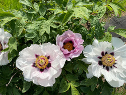 Paeonia, 'Glorious Pink Jade' Chinese tree peony 5 year old plant