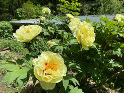 Paeonia suffruticosa, 'Golden Crown' Japanese tree peony