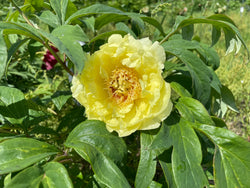 Paeonia, 'Golden Sovereign' hybrid tree peony 5 year old plant