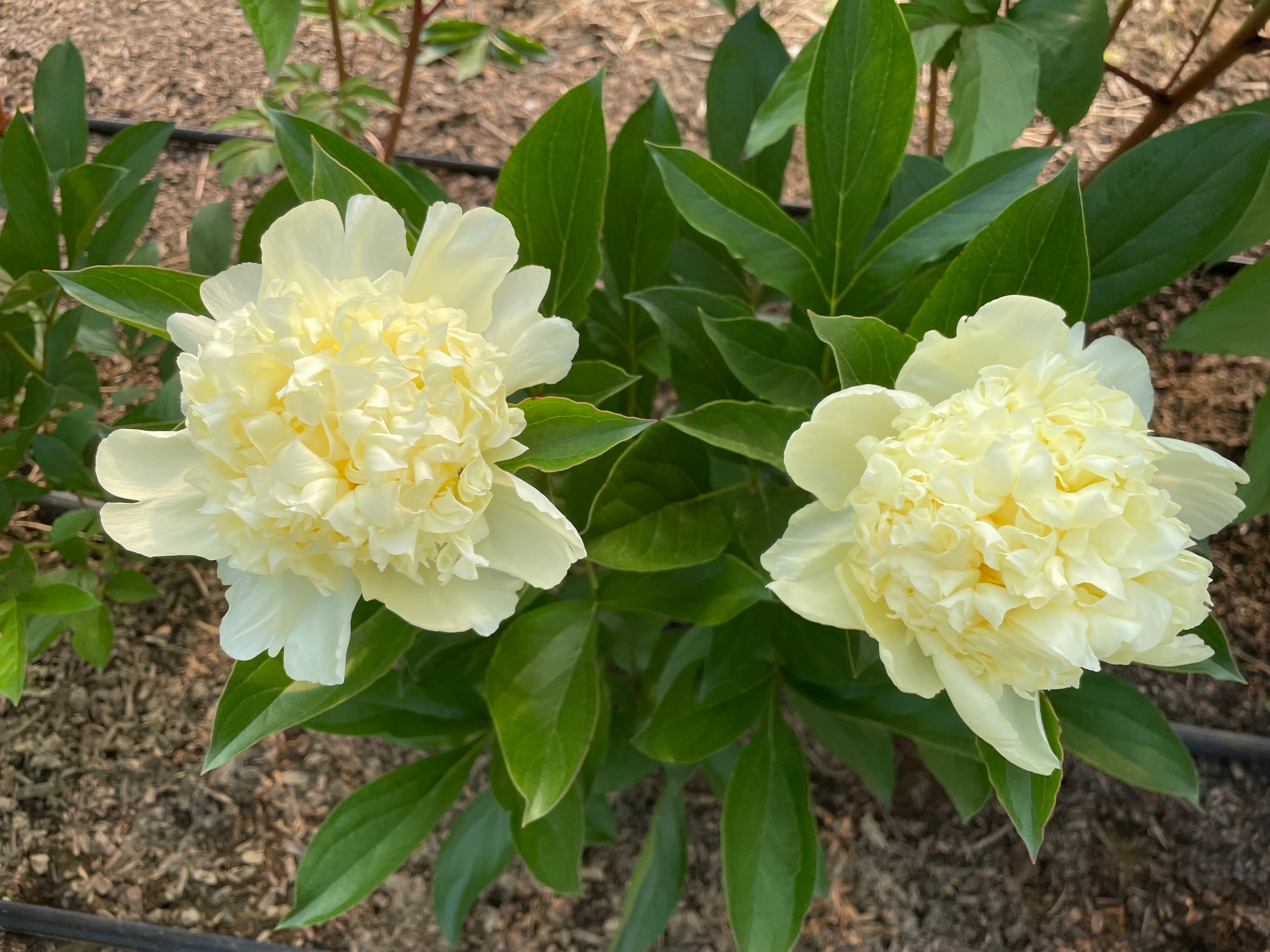 Paeonia Goldilocks Hybrid Herbaceous Peony Cricket Hill Garden