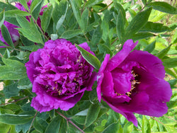 Paeonia, 'Yan Chun' Chinese tree peony