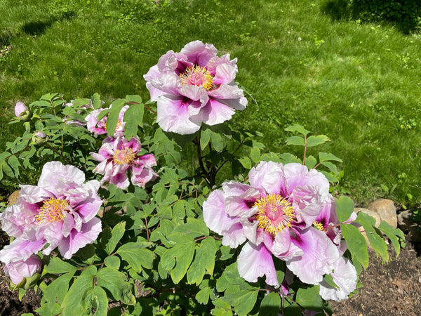 Paeonia, 'Guardian of the Monastery' tree peony