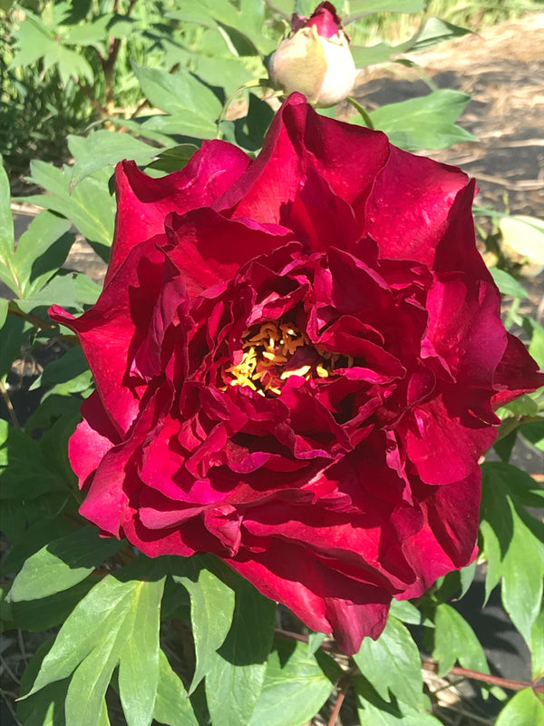 Paeonia, 'Hephestos' hybrid tree peony