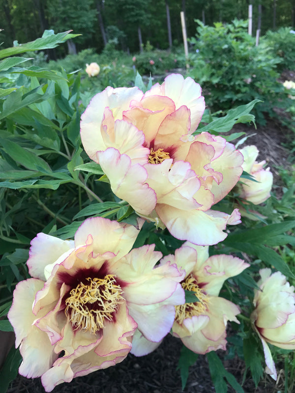 Paeonia, 'Manchurian Promise' hybrid tree peony