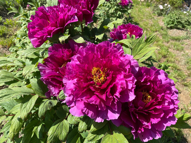 Paeonia suffruticosa, 'New National Beauty' Japanese tree peony