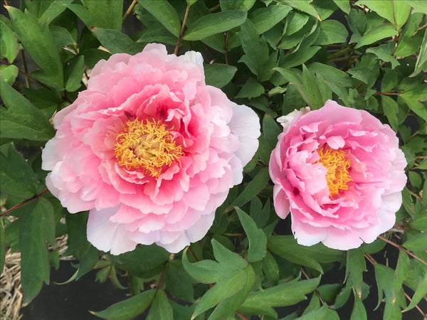 Paeonia suffruticosa, 'Peony Heaven Luminous Pink' tree peony