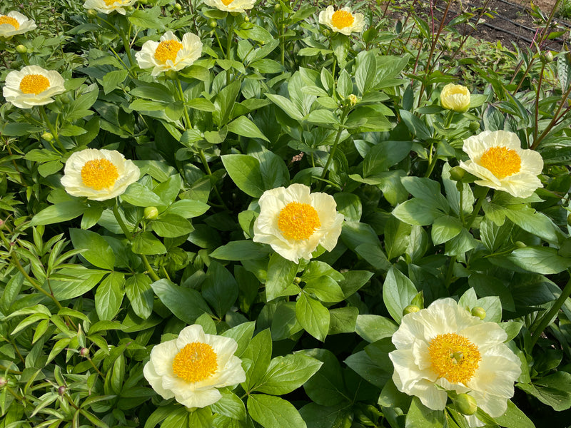 Paeonia, 'Peony Heaven Yellow' hybrid herbaceous peony