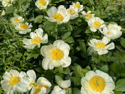 Paeonia, 'Peony Heaven Yellow' hybrid herbaceous peony