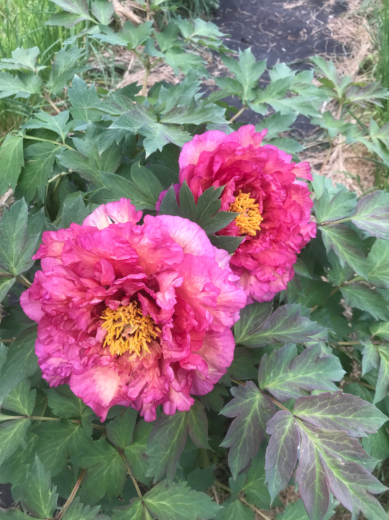 Paeonia, 'Perfection' hybrid tree peony