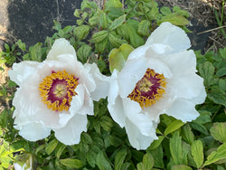 Paeonia, 'Pink of Wen County' Chinese tree peony 5 year old plant