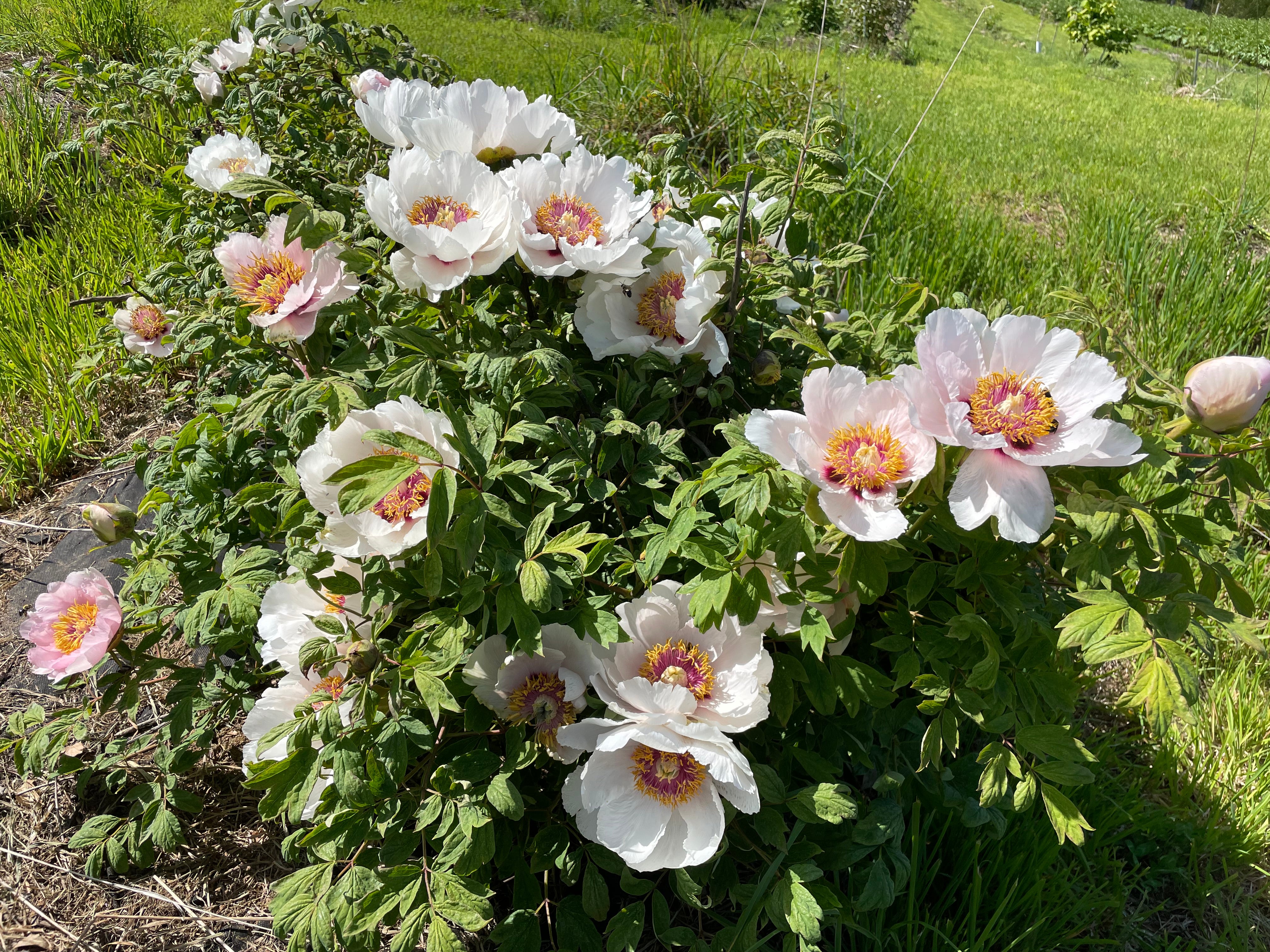 Paeonia, 'pink Of Wen County' Chinese Tree Peony 5 Year Old Plant 