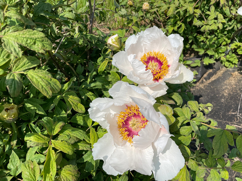 Paeonia, 'Pink of Wen County' Chinese tree peony 5 year old plant