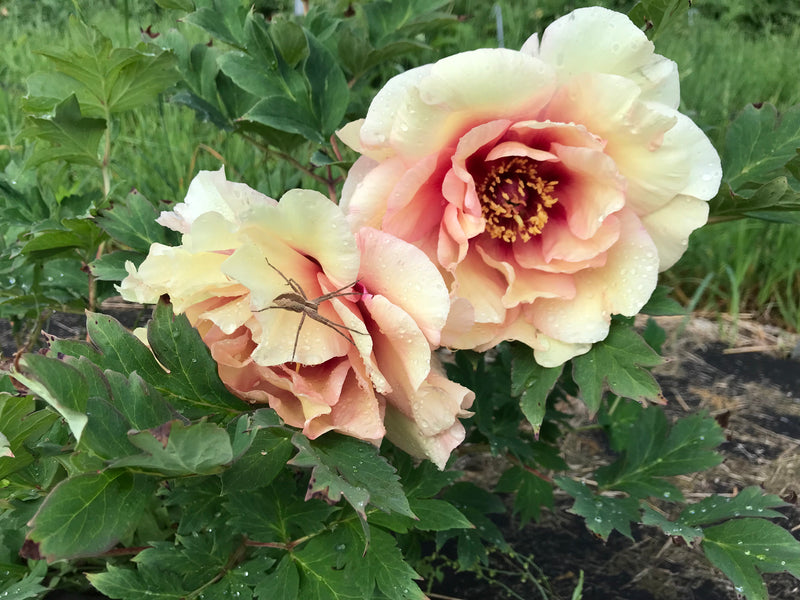 Paeonia, 'Pleasant Point' hybrid tree peony