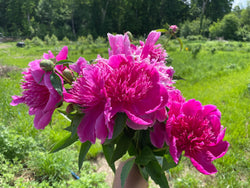 Paeonia lactiflora, 'Purple Phoenix Feather' Chinese herbaceous peony