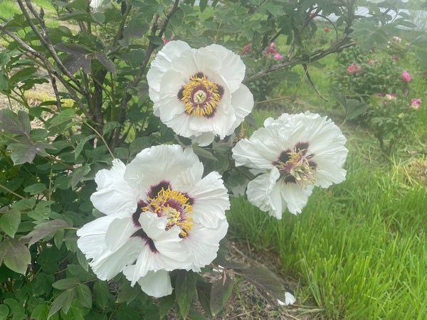 Paeonia rockii, 'Red Cloud Reflected in Snow' Chinese tree peony