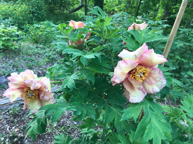 Paeonia, 'Ruffled Sunset' hybrid tree peony