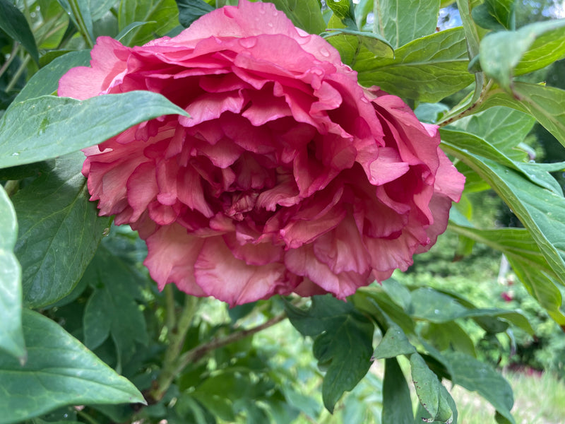 Paeonia, 'Satin Rouge' hybrid tree peony