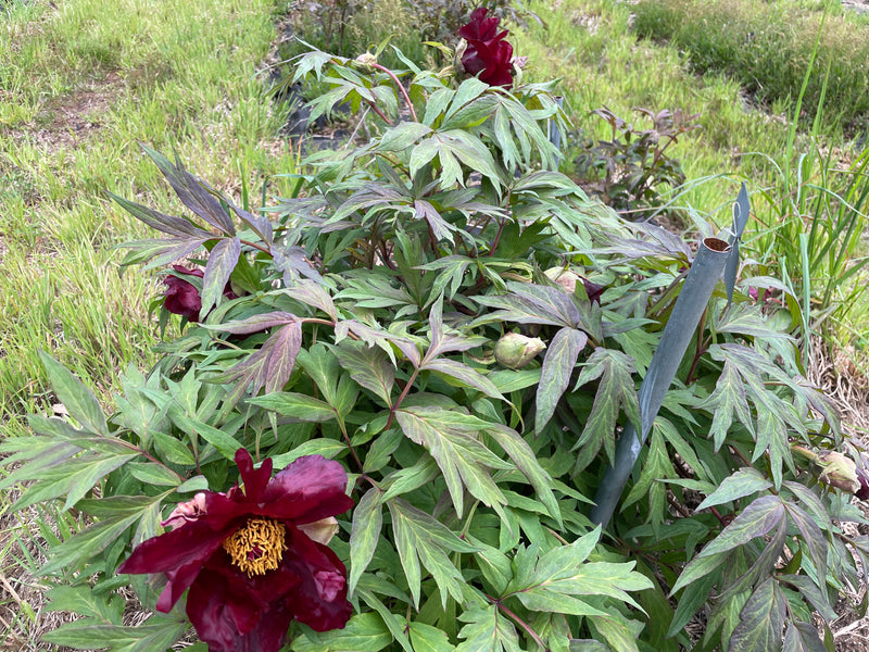 Paeonia, 'Thunderbolt' hybrid tree peony