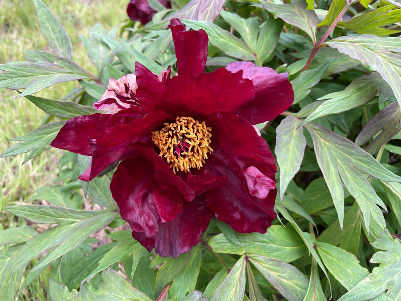 Paeonia, 'Thunderbolt' hybrid tree peony