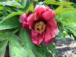 Paeonia, 'Tiger Tiger' hybrid tree peony 6 year old plant