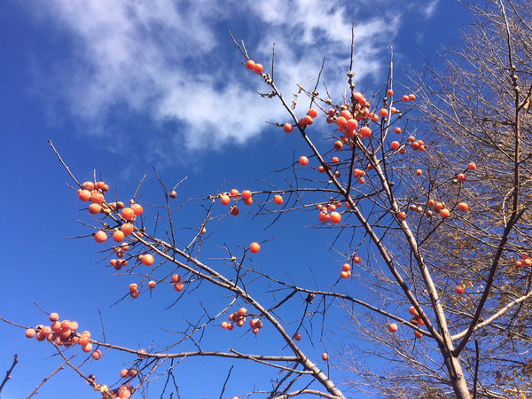 Diospyros virginiana, 'Szukis' persimmon scion