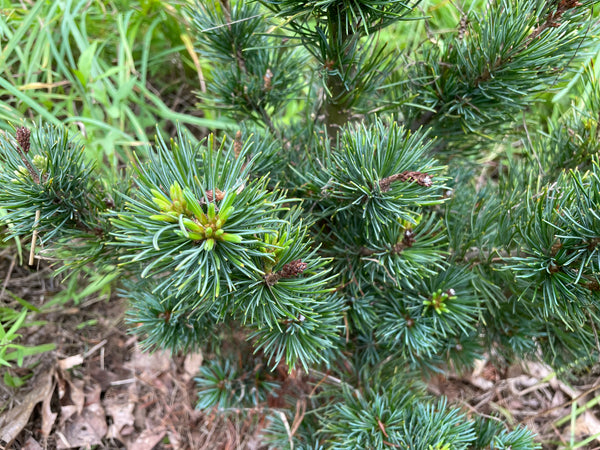 Pinus parviflora, 'Miyajama' dwarf Japanese white pine