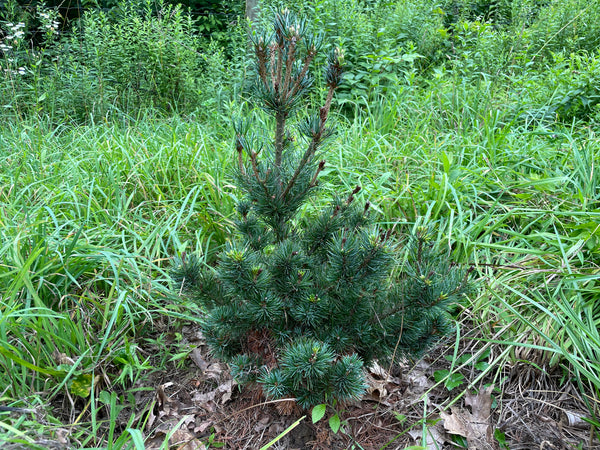 Pinus parviflora, 'Miyajama' dwarf Japanese white pine