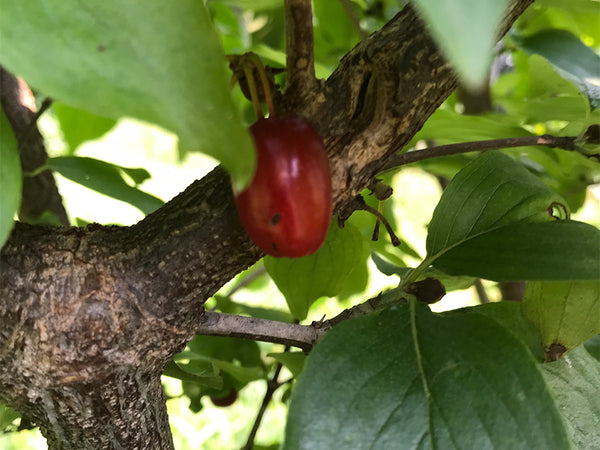 Cornus mas, 'Red Dawn' cornelian cherry scion