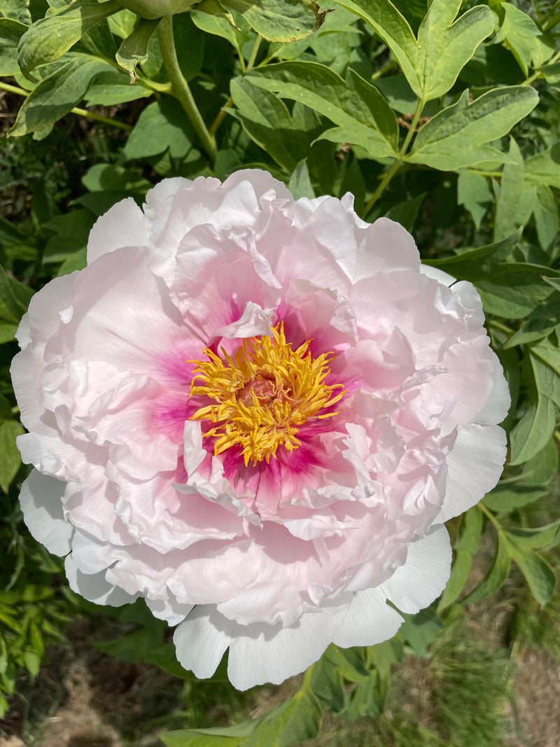 Paeonia suffruticosa, 'Simkins' Best Pink' tree peony