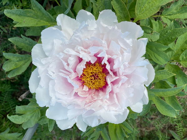 Paeonia suffruticosa, 'Simkins' Best Pink' tree peony