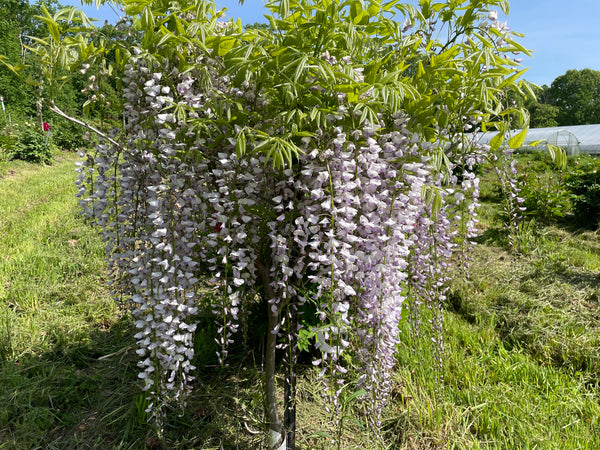 Wisteria floribunda, 'Anwen' Japanese wisteria SPRING 2025 PRE-ORDER