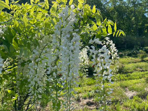 Wisteria floribunda 'Snow Showers' Japanese wisteria SPRING 2025 PRE-ORDER