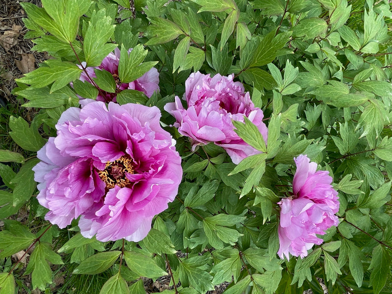 Paeonia, Pink Lotus, Seed Grown tree peony