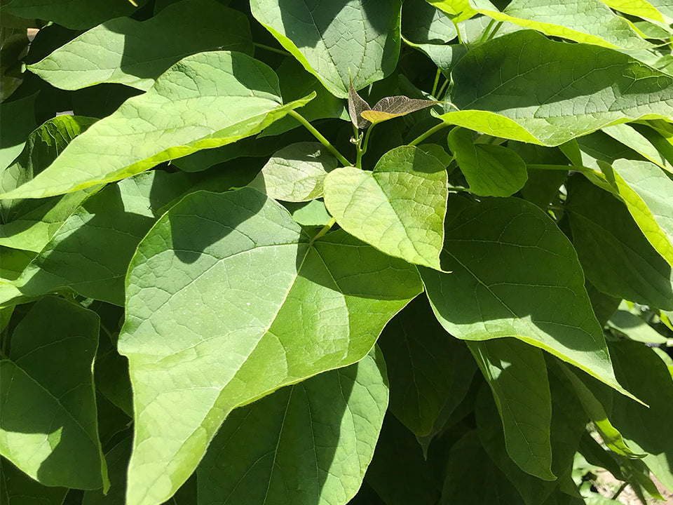 Catalpa bignonioides 'Nana' Dwarf Southern Catalpa – Cricket Hill Garden