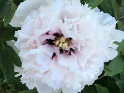 Paeonia rockii, 'Chrysanthemum Pink' Chinese tree peony