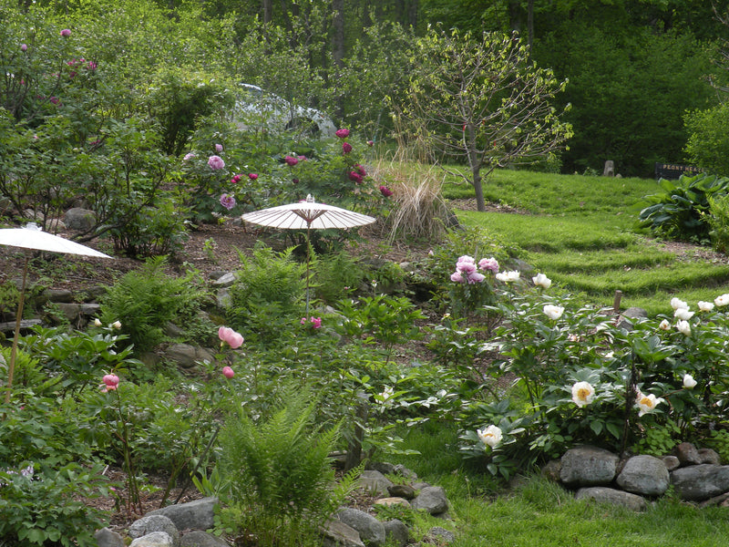 Garden Umbrella