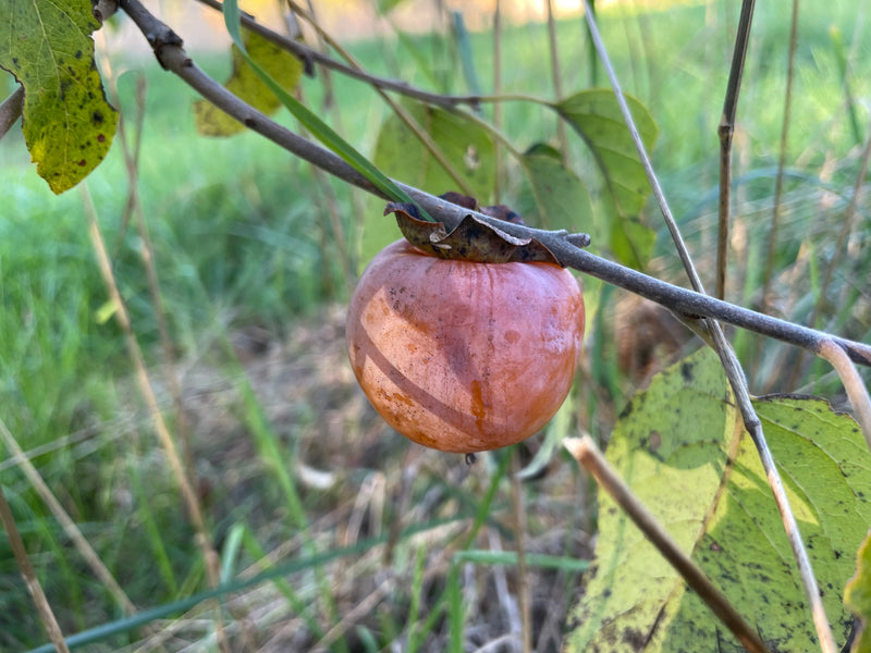 Diospyros, 'Yates' persimmon