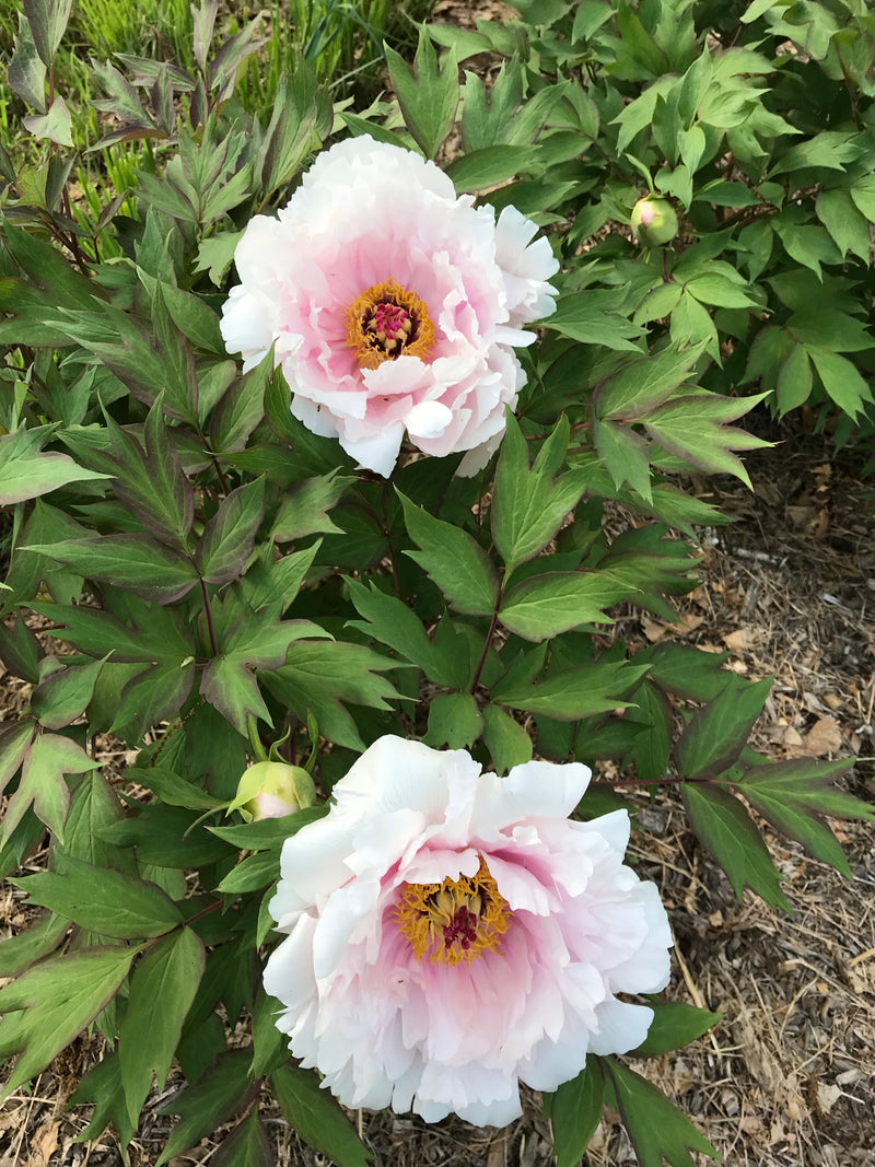 Paeonia suffruticosa, 'Drunk Face' Japanese tree peony