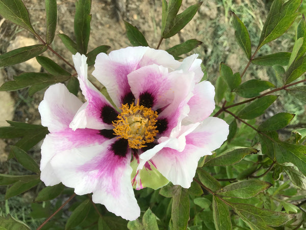 Paeonia rockii, 'Glory of the Sun and Moon' Chinese rockii tree peony