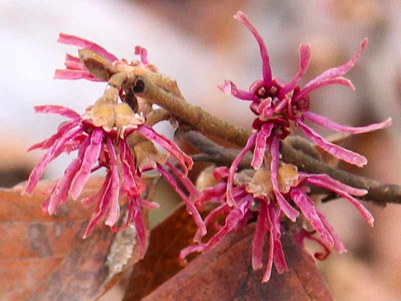 Hamamelis, 'Amethyst' Witch Hazel SPRING 2025 PRE-ORDER