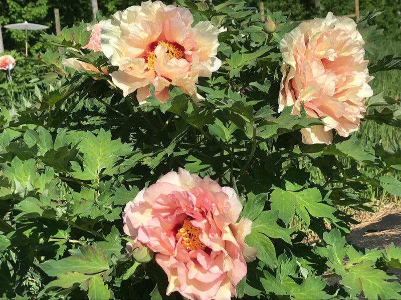 Paeonia, 'Pleasant Point' hybrid tree peony