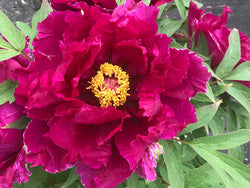 Paeonia suffruticosa, Waves on a Rocky Shore, Japanese tree peony