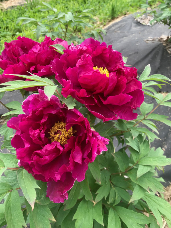 Paeonia suffruticosa, Waves on a Rocky Shore, Japanese tree peony