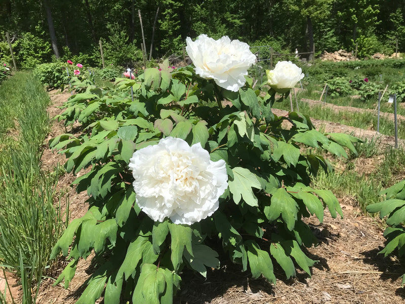 Paeonia suffruticosa, 'Monitor of the Palace at Sunrise' Japanese tree peony