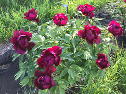 Paeonia suffruticosa, 'A Murder of Crows' Japanese tree peony