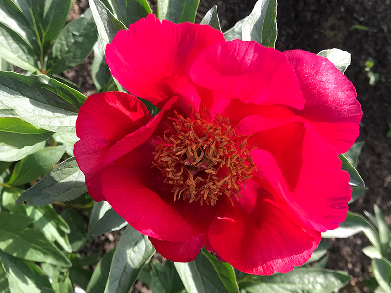 Paeonia, 'Cardinal's Robe' hybrid herbaceous peony