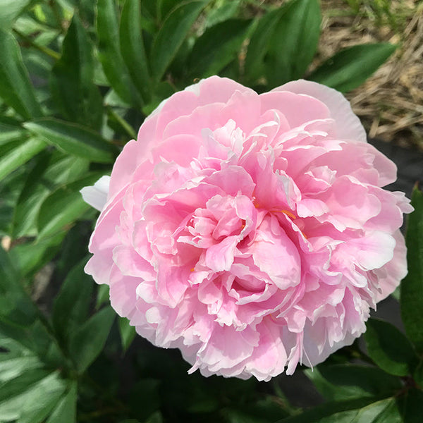 10 Rare Seeds Pink Sarah Bernhardt Peony Seeds authentic Seeds-flowers  organic. Non GMO vegetable Seeds-mix Seeds for Plant-b3g1b028 